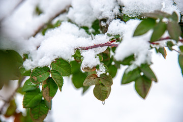 Beautiful branch with green leaves in late fall or early winter under the snow. First snow, snow flakes fall, close-up