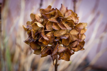 Hydrangea dry in autumn macro