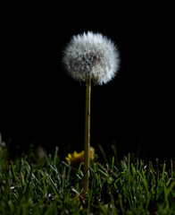 Dandelion Portrait