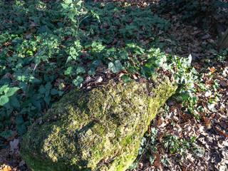 Trees Trunks and stumps 