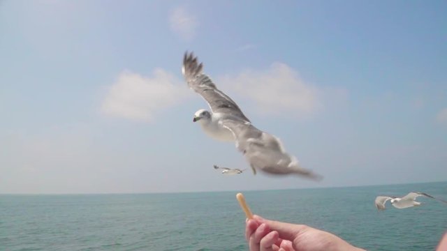 seagull flying eating from a man's hand over the sea in slow motion