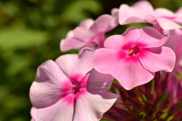 Fototapeta na wymiar Pink flowers in spring