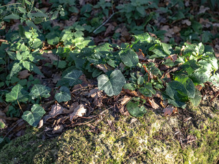 Trees Trunks and stumps 