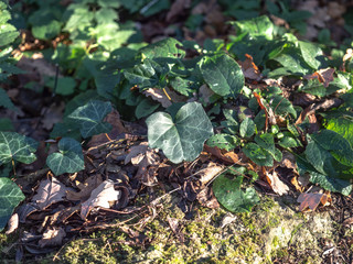 Trees Trunks and stumps 