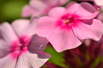 Naklejka na ściany i meble Pink flowers in spring