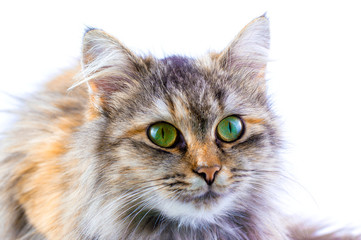 cat on a white background expressive look