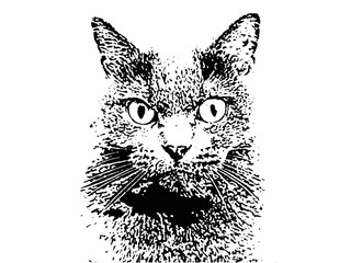 モノクロの猫イラスト｜Monochrome Cat Illustration