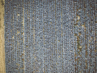Fototapeta premium Aerial view of a field of ripe blueberry cabbage
