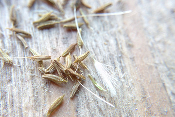 Seeds dandelion background macro image is much larger