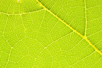 Texture of a green leaf of a plant close up