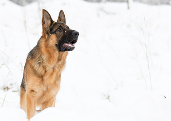 dog is running in the snow