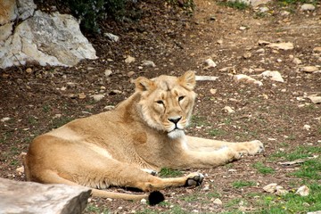 Lions