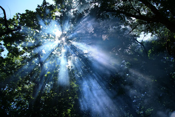 rays of light through the foliage