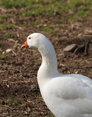 Oie de Diepholz au plumage blanc 