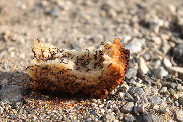 Ants on Bread