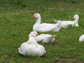 Oies de Diepholz couchées dans l'herbe rase