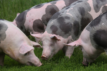 Herd of pigs on summer pasture