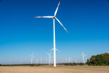 Fototapeta premium Windräder in Brandenburger Land