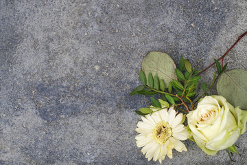  Champagner farbige Rose und beige Gerbera liegen auf dunklem Beton Hintergrund.