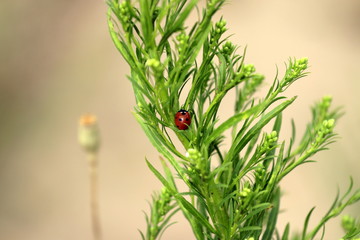 Biedronka © Weronika