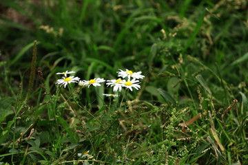 Stokrotki © Weronika