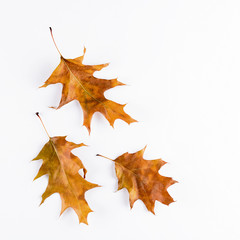 Oak leaves isolated on white background