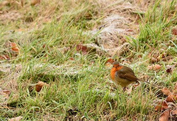 robin on the grass