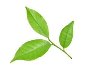 Naklejka na ściany i meble green tea leaf on white background