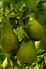 Pear in the garden grown without GMO