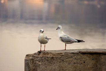 seagull on the riverside