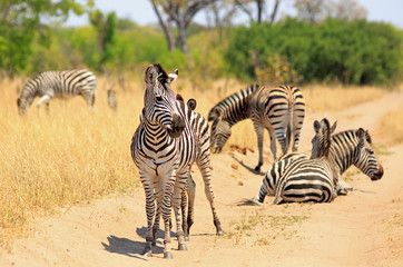 Fototapeta na wymiar Plains Zebras on a dry dusty dirt track road in Hwange National Park, Zimbabwe