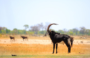 Male Sable Antelope on the dry yellow plains at Makololo, Hwange National Park, Zmbabwe