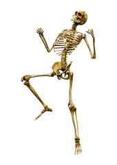 3D Rendering Human Skeleton on White
