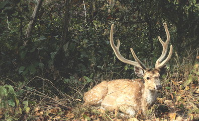 Naklejka na ściany i meble deer in the forest