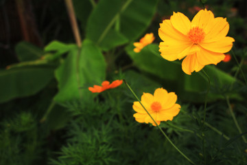 yellow flower in the garden