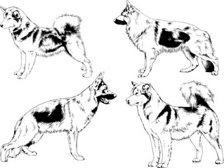 vector drawings sketches pedigree dogs in the racks drawn in ink by hand , objects with no background