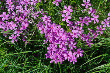 Phlox Phlox subulata blooms in the garden