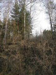 nature, trees, field