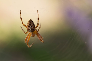 spider on a web