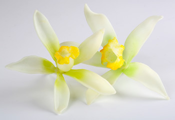 VANILLA FLOWER AND POD