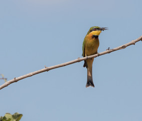 Bee-eater with bee in beak