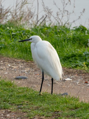 Aigrette garzette