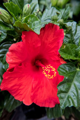 Vertical view of red hibiscus flower.