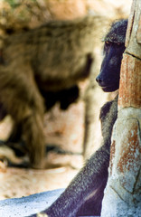 Savanna Baboon, (Papio cynocephalus ursinus), Kruger National Park, Mpumalanga, South Africa, Africa