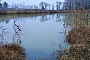 Waldlandschaft/Pflanzen/Stammholz