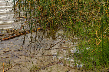 muddy bank with reeds and frog