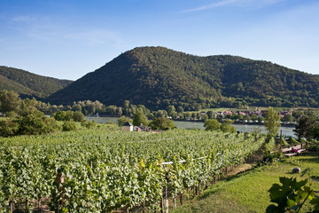Fototapeta na wymiar Vineyards of Wahau valley of Danube river near Durnstein. Austria