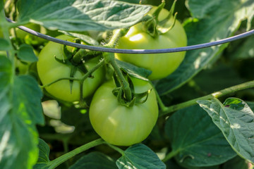 green tomatoes on the vine