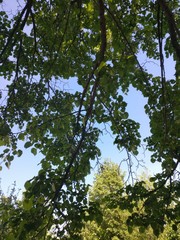 nature, trees, field