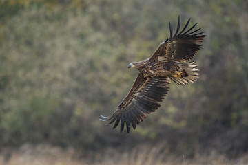 Birds of prey - white-tailed eagle in flight (Haliaeetus albicilla)